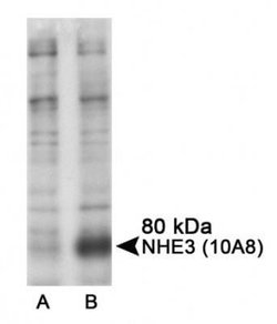 NHE3/SLC9A3 Antibody (10A8) - Azide and BSA Free, Novus Biologicals 0.1
